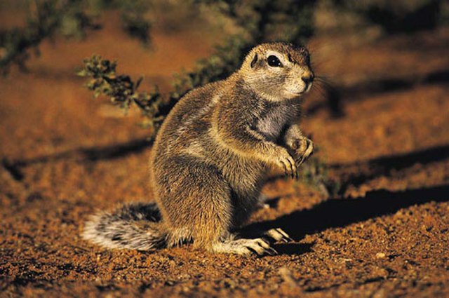 How Deep Gophers Dig