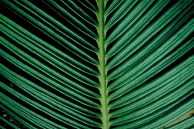 white-spots-on-palm-leaves-hunker