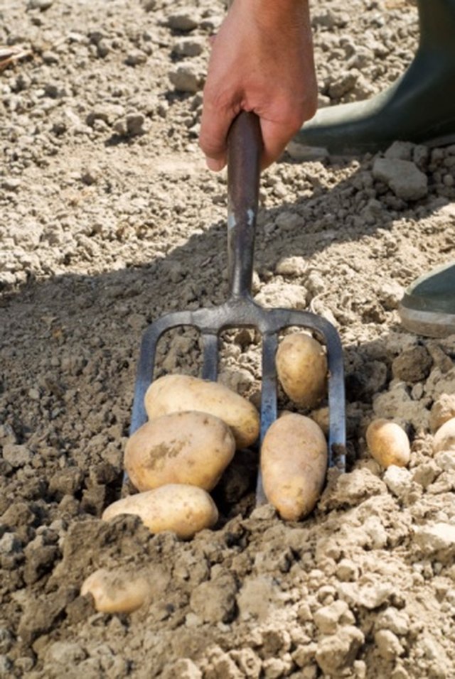 When to Plant Seed Potatoes in Ohio? Hunker