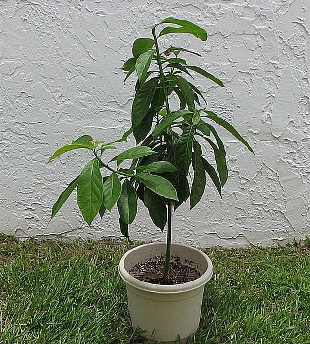 Avocado plant in pot Idea