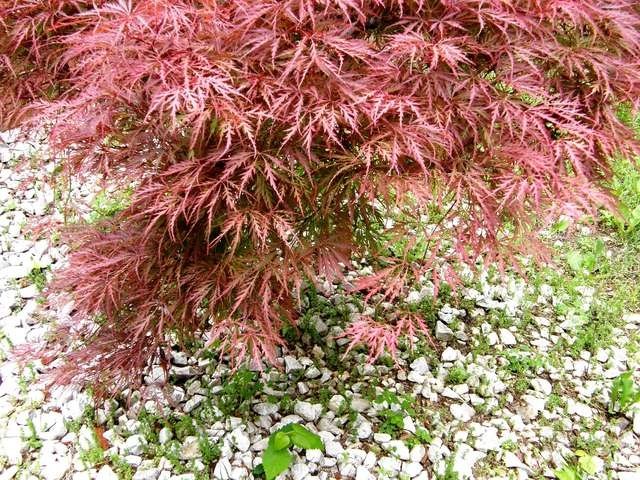 How to Trim a Japanese Maple Tree | Hunker