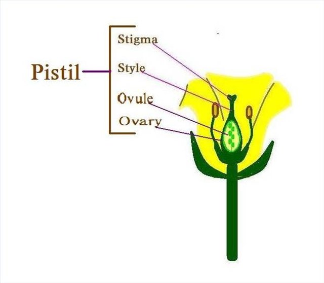 What Are The Female Parts Of A Flower