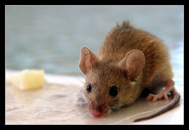 How Does a Mouse Find Food? | Hunker