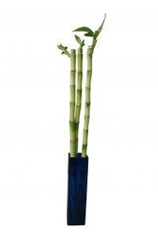 What Does A Dying Bamboo Plant Look Like