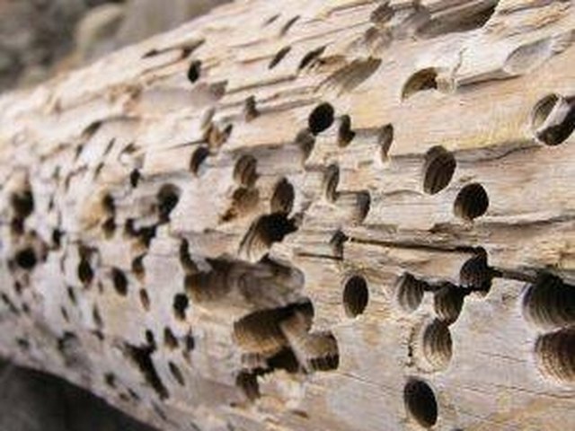 How to Kill Termites in Firewood | Hunker