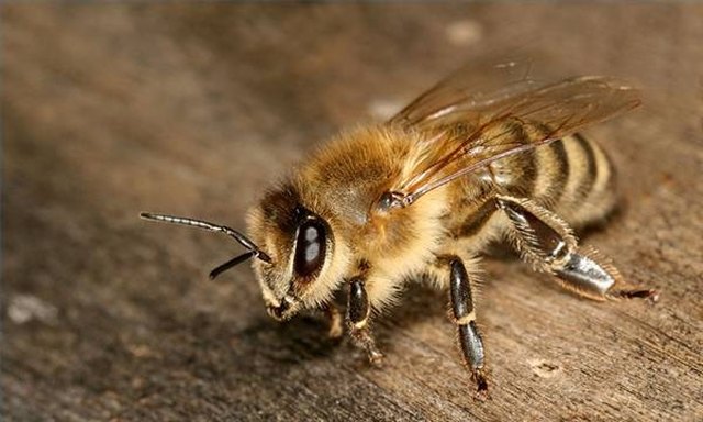 How to Kill Sand Bees | Hunker