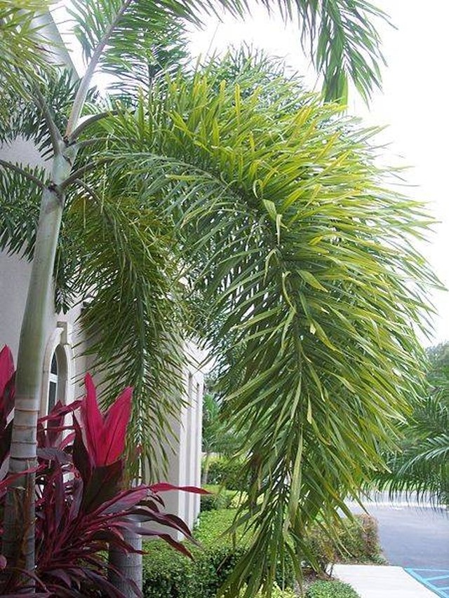 Foxtail Palm Diseases Hunker