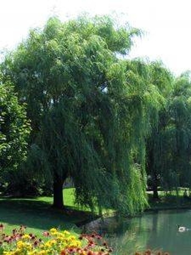 How to Grow Weeping Willow Trees | Hunker