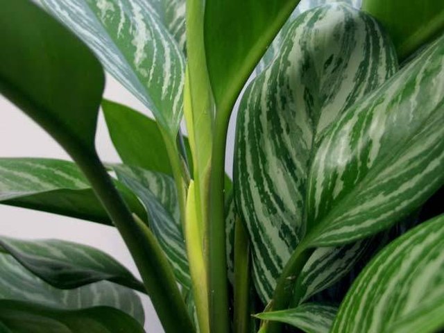 How to Identify Green House Plants | Hunker