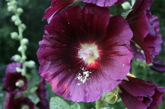 When Do Hollyhocks Bloom? | Hunker