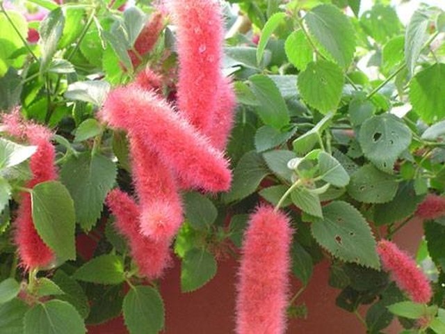 How To Care For Chenille Hanging Plant Hunker