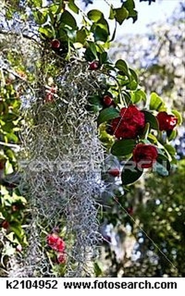 How to Remove Spanish Moss From a Tree Hunker