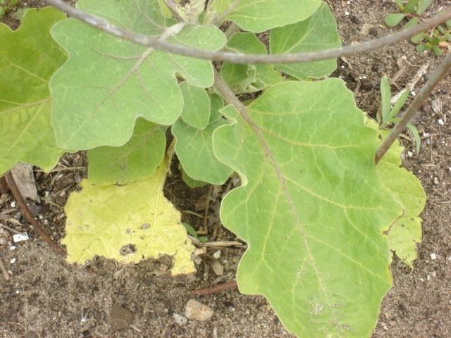 Why Are My Vegetable Plants Turning Yellow? | Hunker