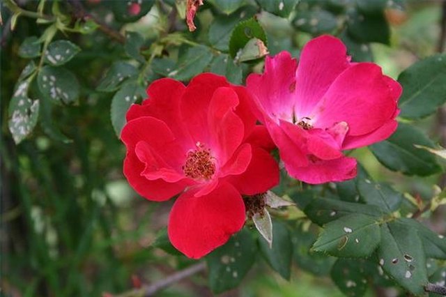 Best Time to Plant Knock Out Roses in Zone 7 | Hunker