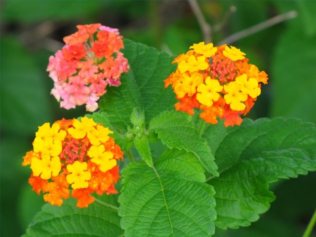 Lantana trifolia