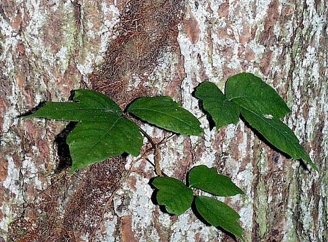 Infographic Learn To Identify Poison Ivy Oak And Sumac - Vrogue