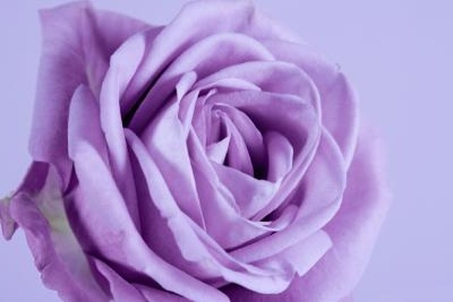 Names of Lavender Roses | Hunker