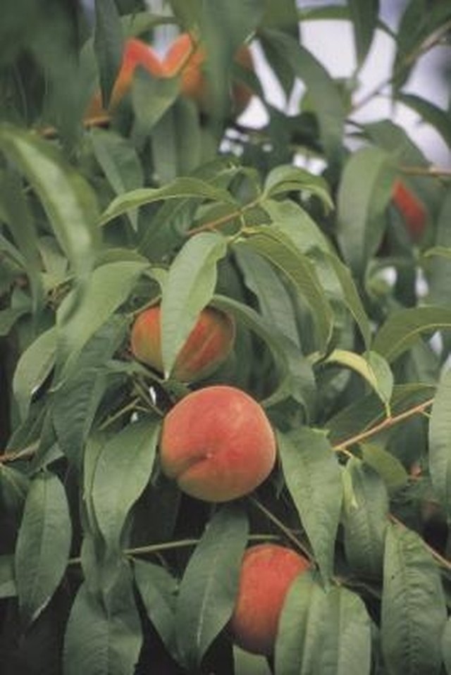 The Best Fruit Trees for Kansas Hunker