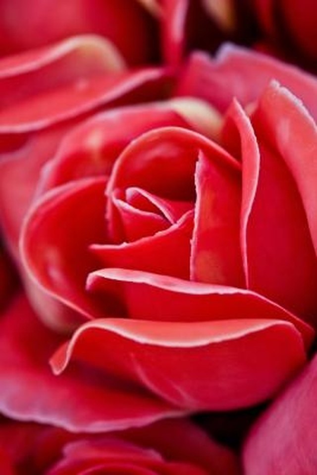 Double Knock Out Roses With White Spots & Holes on Leaves