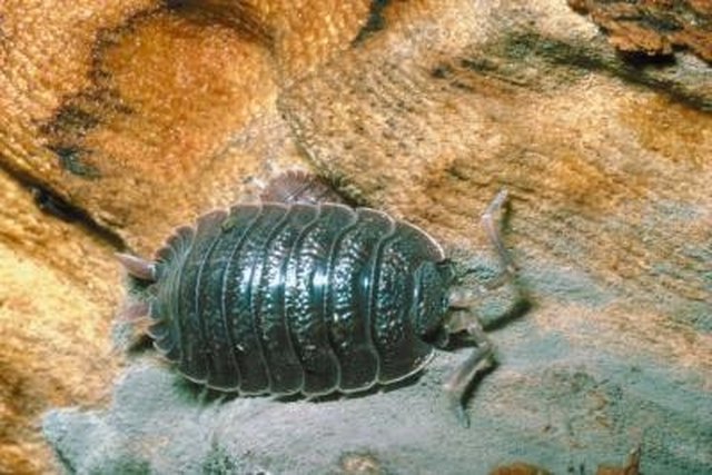 how-to-get-rid-of-woodlice-in-the-home-hunker