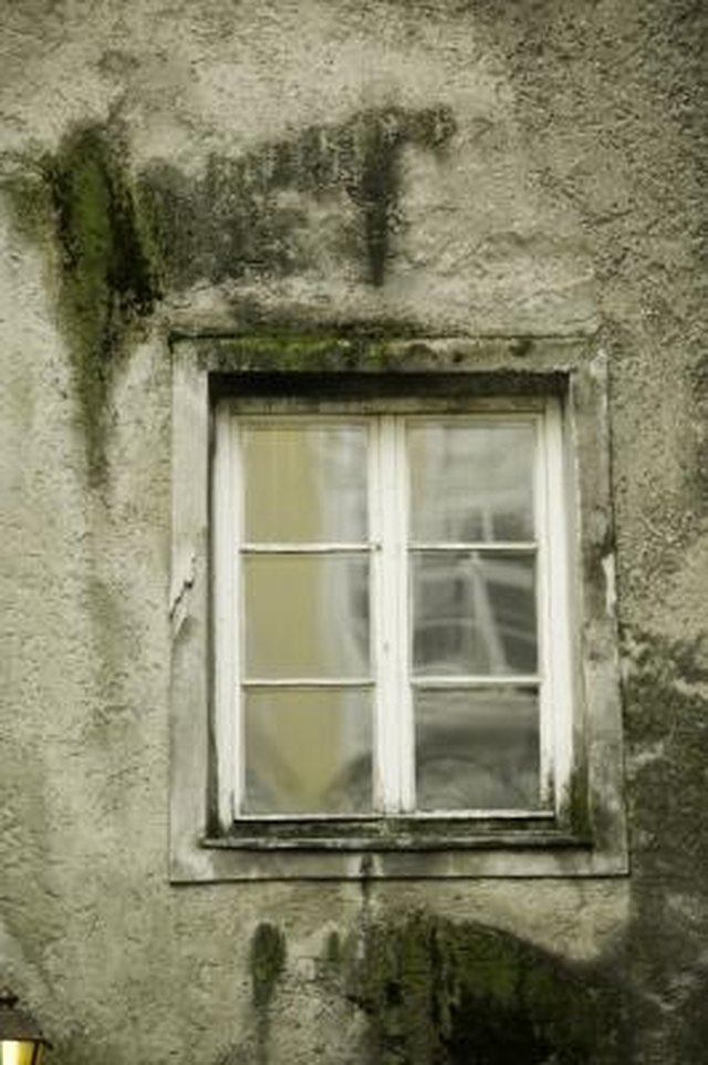 How To Clean Moss Off Window Glass | Hunker