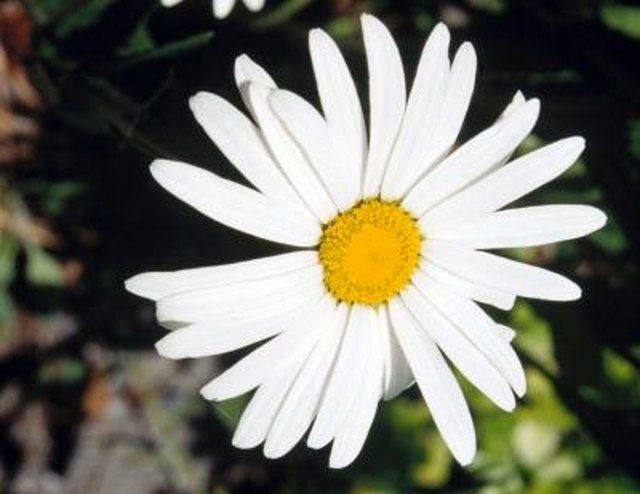 How Long Does It Take for a Daisy to Grow? Hunker