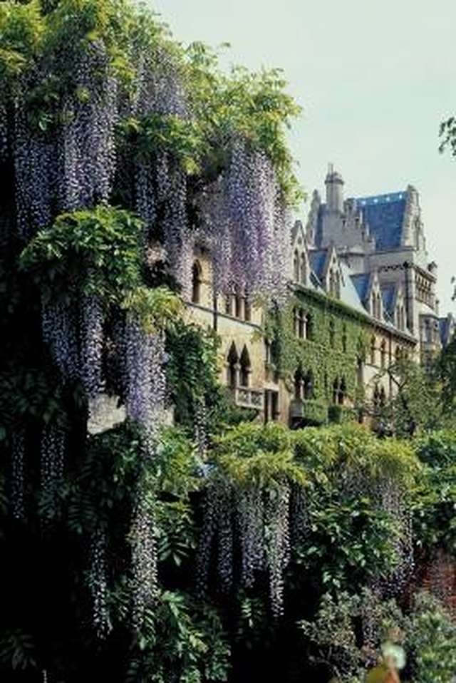 How Long Does Wisteria Bloom? | Hunker
