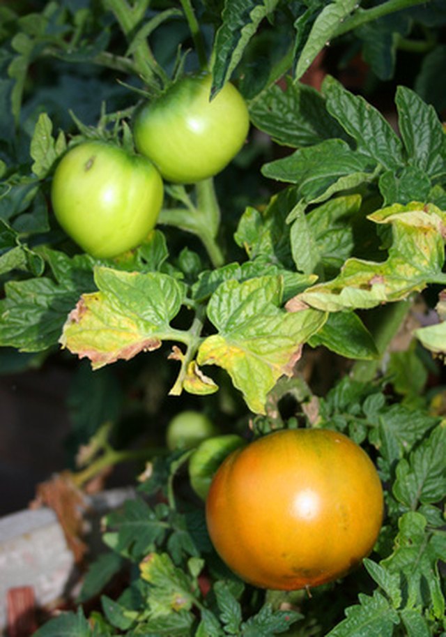 How Can I Tell If I Am Over Watering or Under Watering My