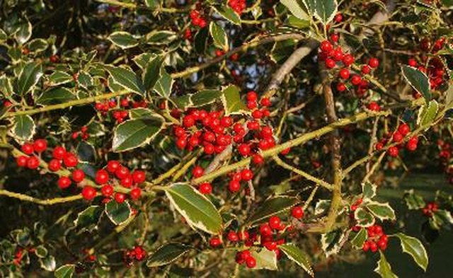 When Does a Holly Tree Get Berries? | Hunker