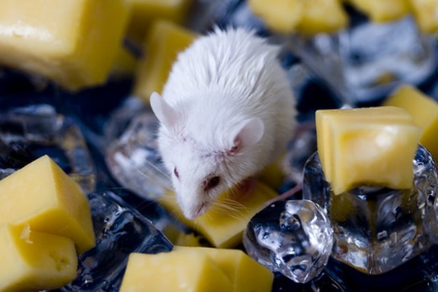 How To Keep Mice Out Of A Garden Shed