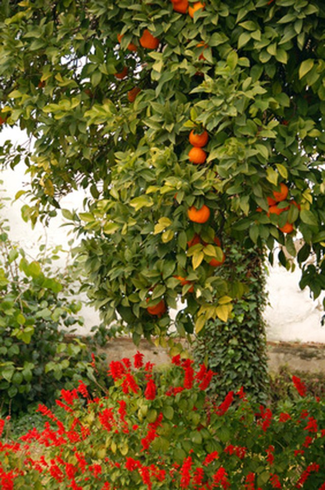 The Best Fruit Trees to Grow in Southern California | Hunker