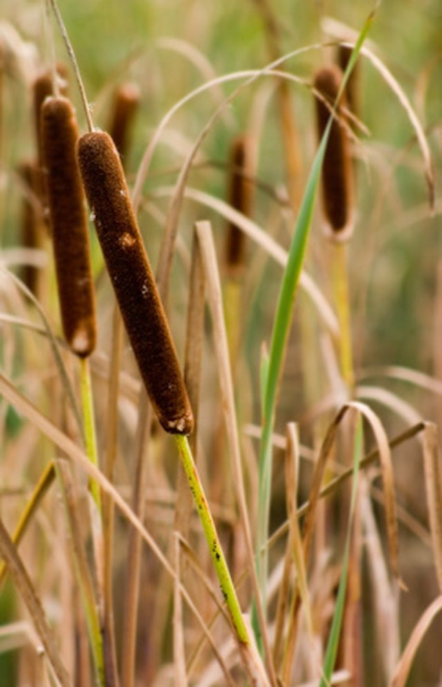 plants-found-in-lakes-ponds-hunker