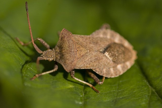 stink bug