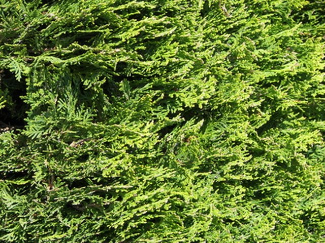 How to Care for Cryptomeria | Hunker