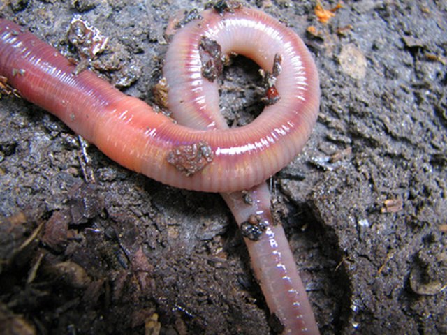 How To Get Rid Of Worms In The Home Hunker - How To Get Rid Of Red Worm In Bathroom Sink