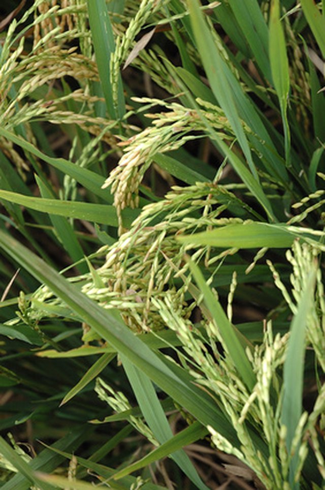 Parts Of A Rice Plant