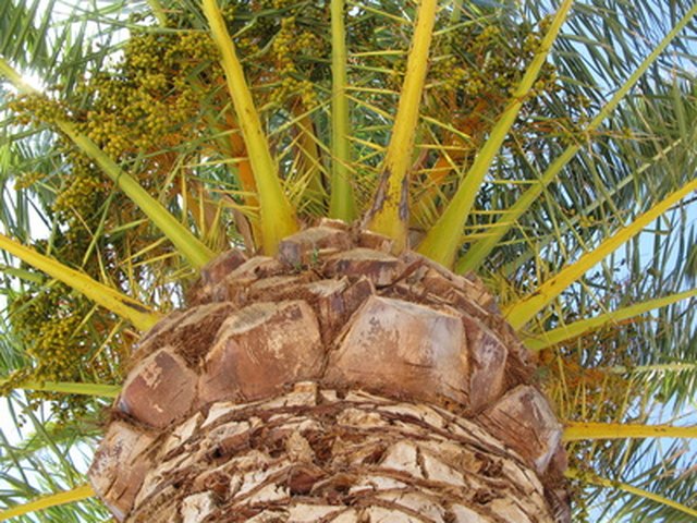 the-difference-between-palm-trees-coconut-trees-hunker