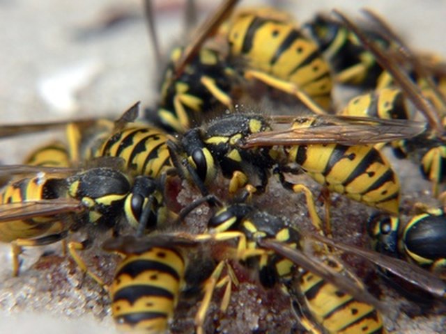 How to Use Boric Acid to Kill Wasps | Hunker