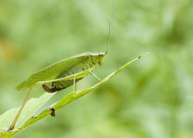 Life Cycle Of A Katydid Hunker