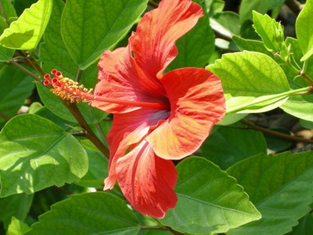 What Are the Parts of a Hibiscus Flower?  Hunker