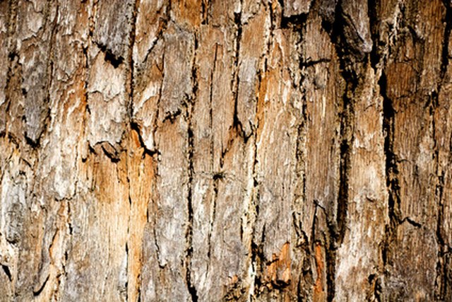 How To Identify Oak Trees By Bark Hunker