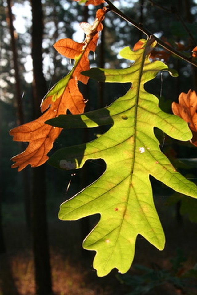 tn tree identification guide by leaf
