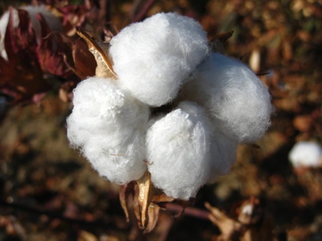 What Kind of Climate Does the Cotton Plant Require? | Hunker