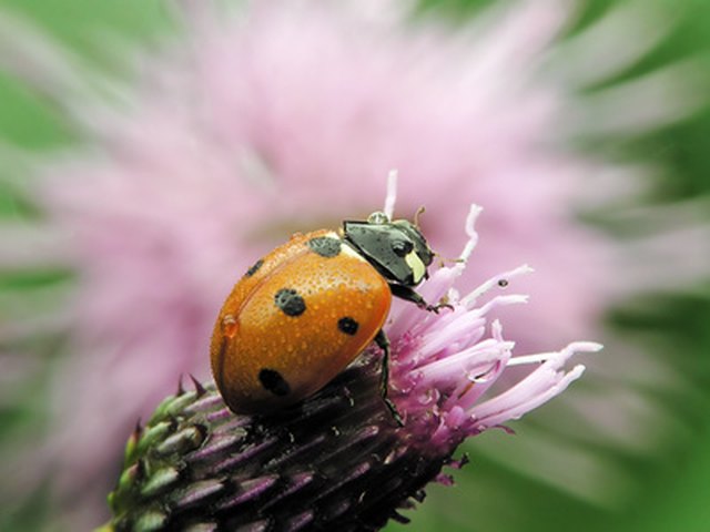 how-to-get-rid-of-ladybugs-with-a-home-remedy-hunker