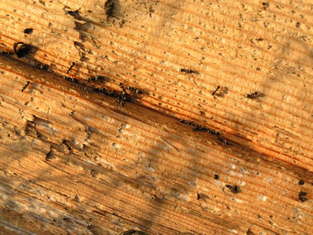 ants