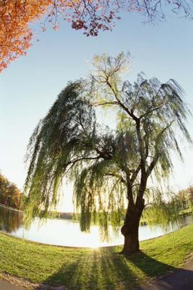 types-of-trees-with-shallow-roots-hunker