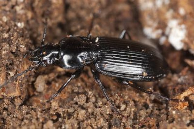 ground beetle under house