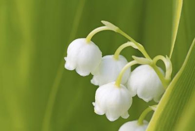 what is the meaning of lily of the valley? hunker