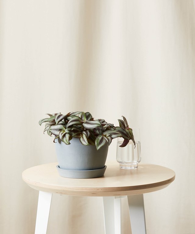If You're a Life Path Number 1, This Houseplant Is Ideal for You | Hunker