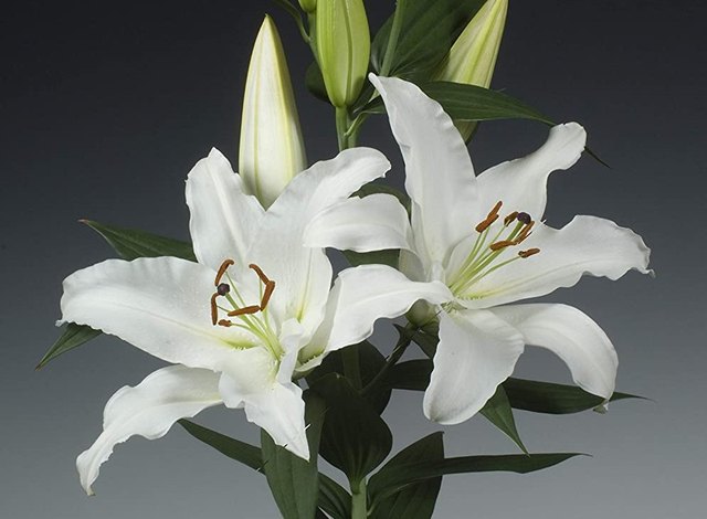 how-to-care-for-oriental-lilies-indoors-hunker